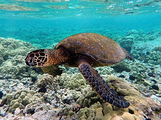 Sea Turtle sighting